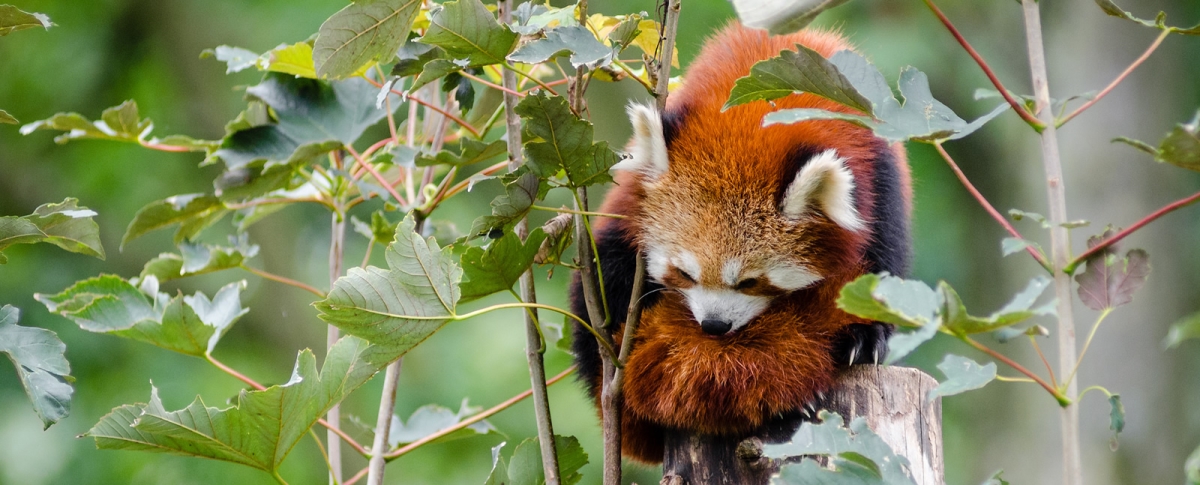 Red panda in tree
